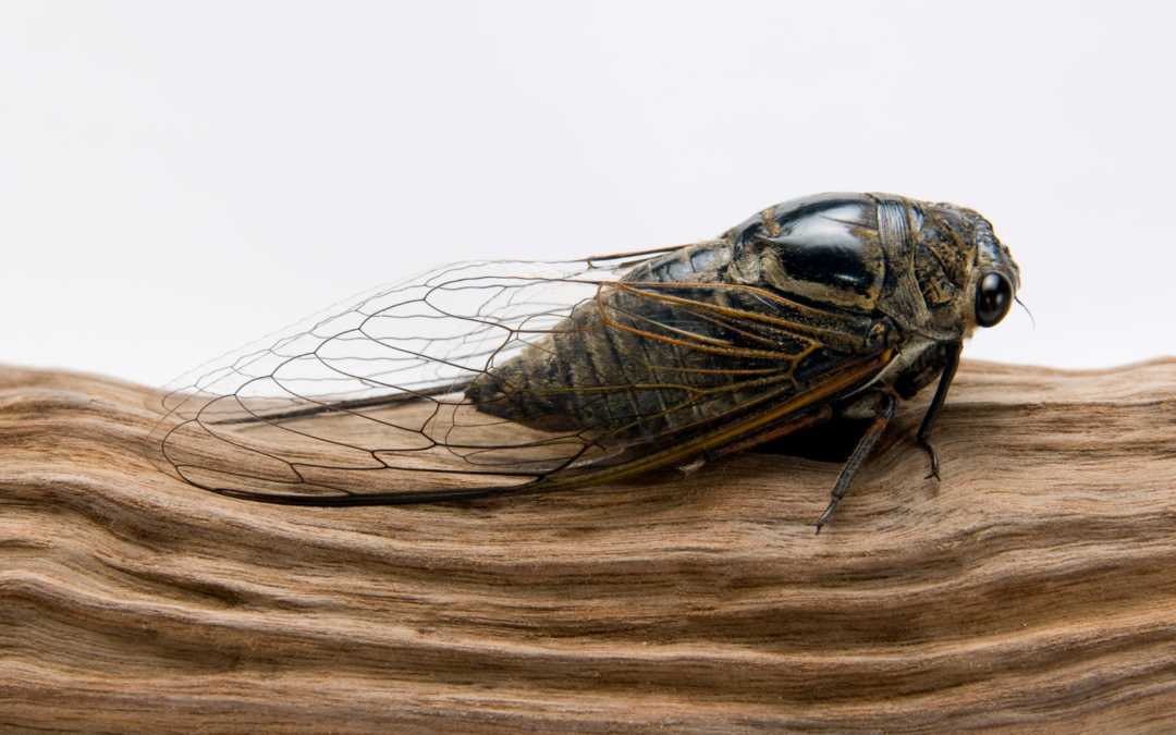 Cicada on a branch